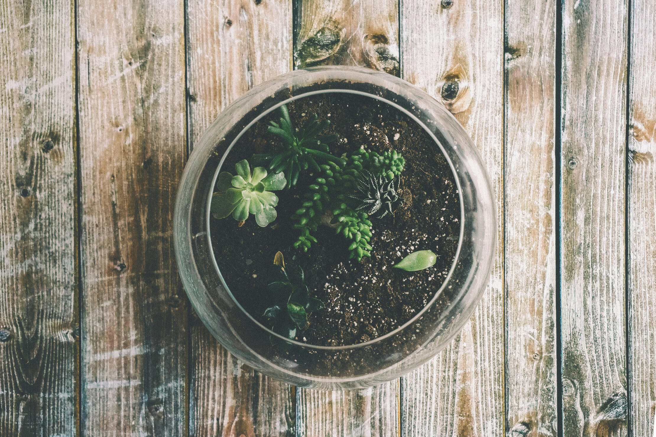 Overhead photo of a bowl of green succulents sitting on a wooden surface.