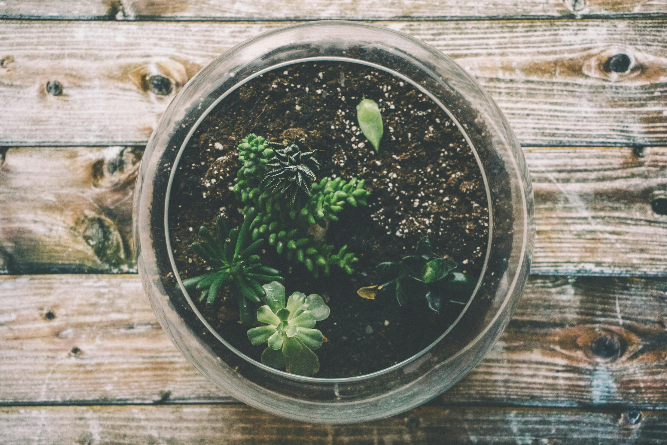 Close-up overhead photo of a bowl of green succulents sitting on a wooden surface.