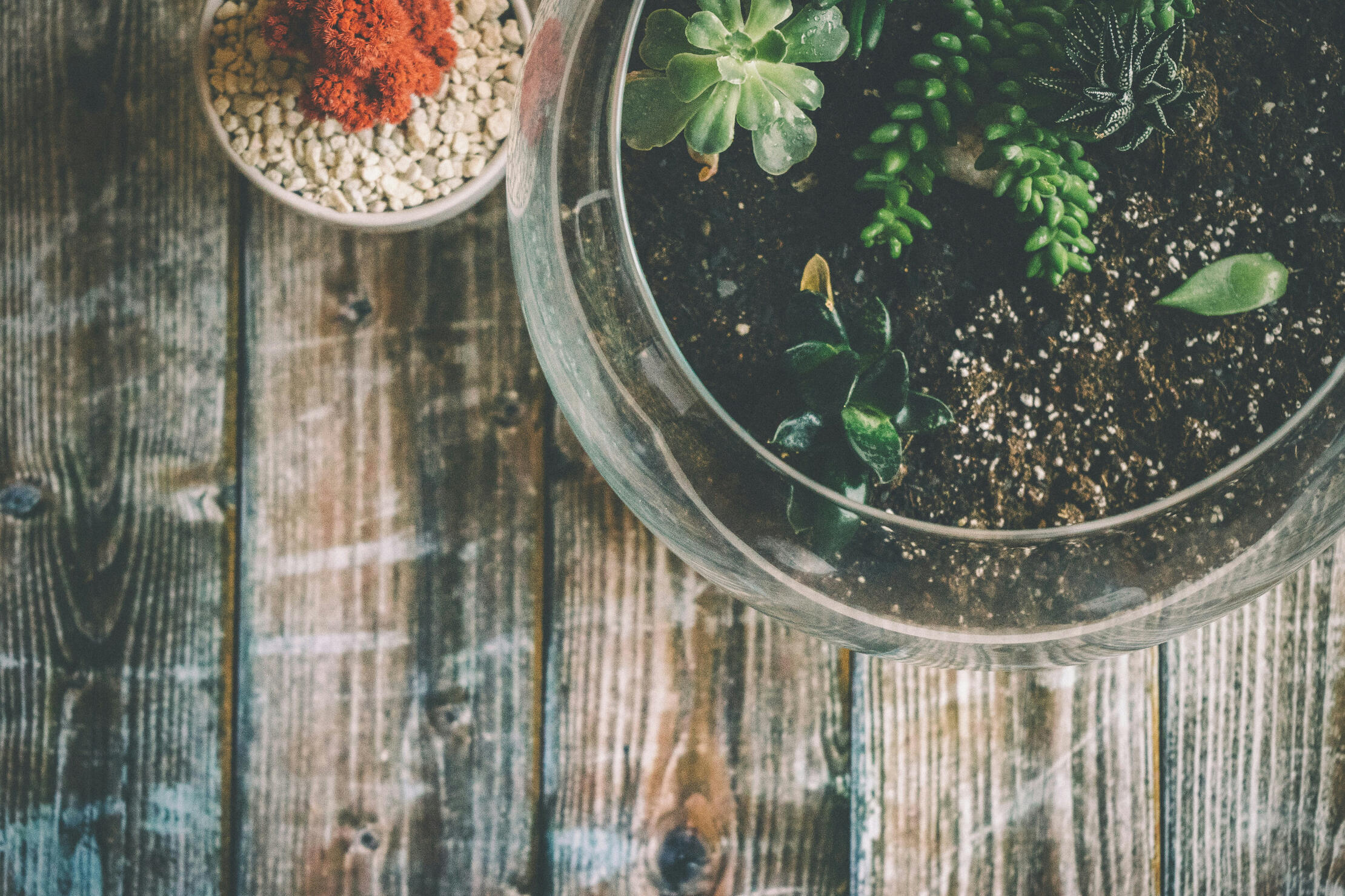 A large bowl of green succulents and a small bowl with a red plant, both sitting on a wooden surface.